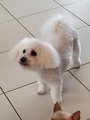 BEAUTY DOG