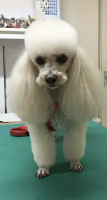 TOILETTAGE CANIN LA TOUTOUNIERE