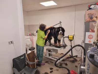 Royet Shanna Toilettage canin