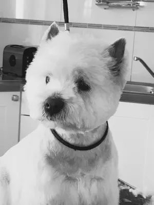 Toilettage canin les 6os de lilo