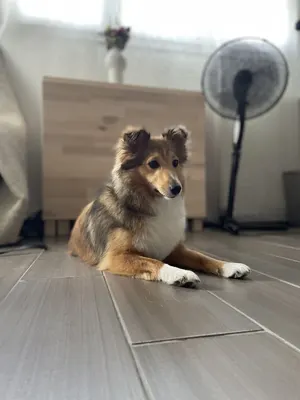 Le salon de Martine Franconville Toiletteur