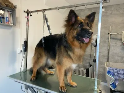 Au Domain'Canin
