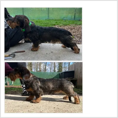 Master of Puppies Mimizan