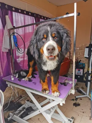 salon toilettage au bonheur de nos compagnons