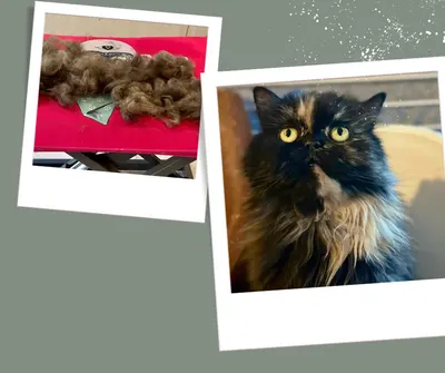 « Les Pattounes de Rose » Toiletteur comportemental en cours de certification,toilettage canin/félin, désensibilisation