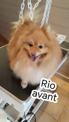 O'méga Toilettage