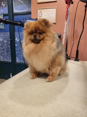 DOGGO CHIC