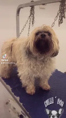 Bulle Dog (Normandie)