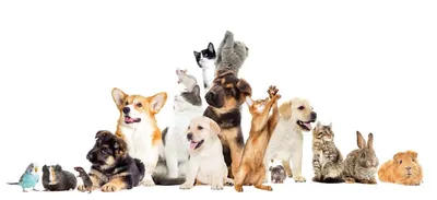 Animalis Villebon