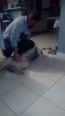 Pension canine de Talvern