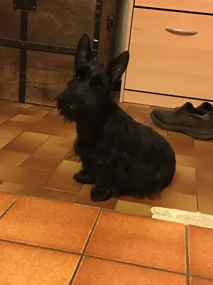 La Manade des Terriers