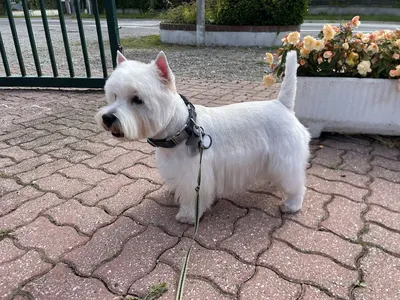 Maxipattes