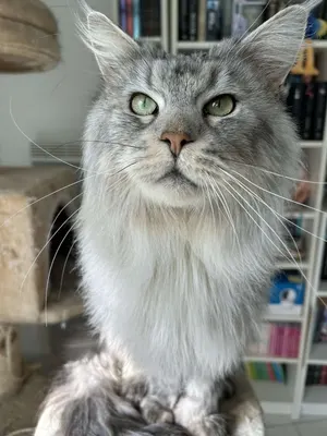 Douceur et Patounes