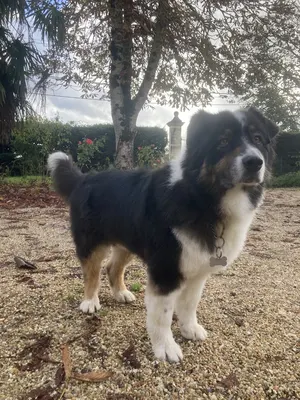 Biggoudy Chien