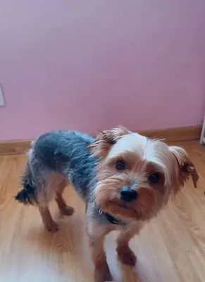 Cani'wouaa - Toilettage à domicile alentours de duras