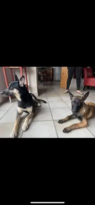 Vacances Canines et Félines