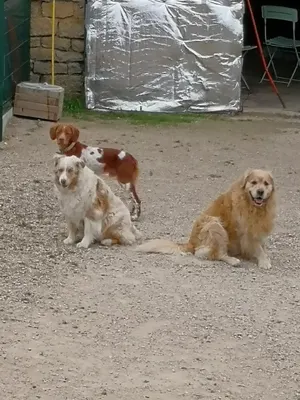 Chiens en vacances dans le Morvan