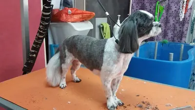 101 Canins
