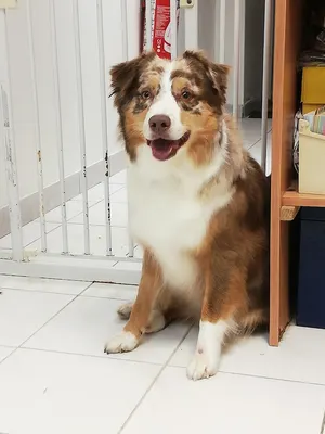 Au Look Canin