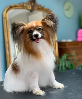 Barba'chien