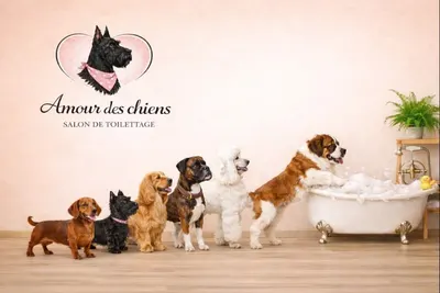 Salon de toilettage Amour des chiens