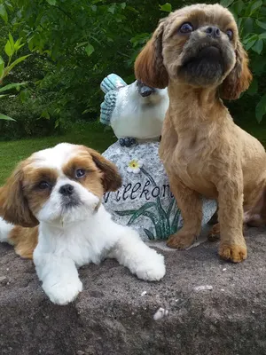 Le Chien Beau'T