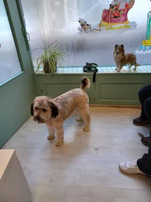 Au Chien Chic