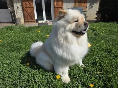 Majestic Dog