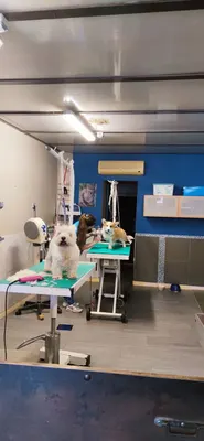 TOUTOU CLEAN.COM
