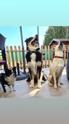 C&DOGS