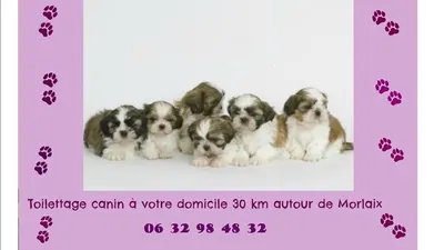 Domi-Canin toilettage à votre domicile