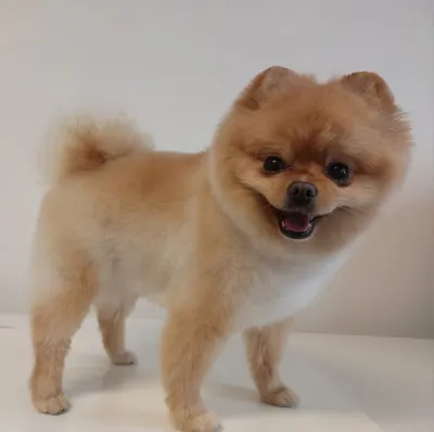 Die Fell-Fee Hundesalon
