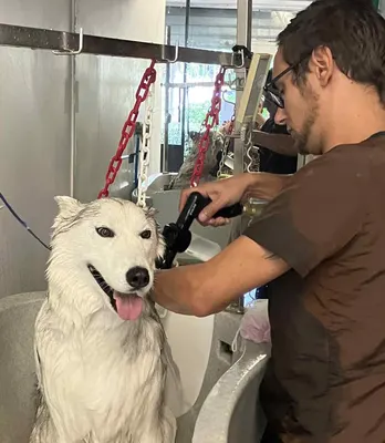 Animal Design (Toilettage)