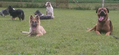 Can'idée, une autre idée du chien