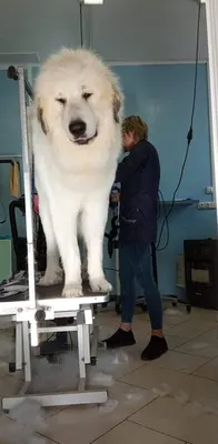 Cani Look Salon De Toilettage