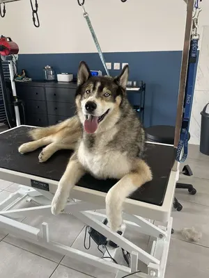 Bubble Dog