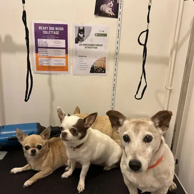 Readydogwash