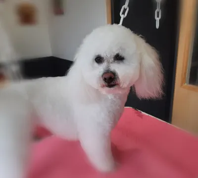 Beauty Doggy