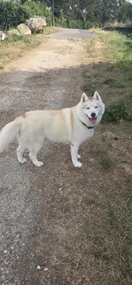 Brillance Canine