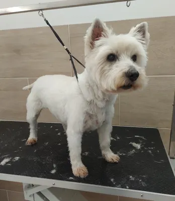 La Douceur Canine - Toilettage Canin