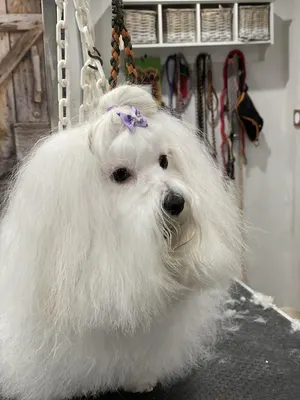 Détente Canine