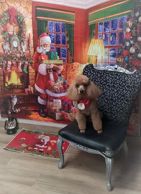 L'instant canin