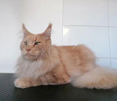 Canicat