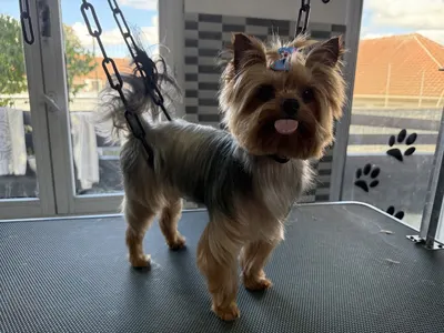 Chris'Toilettage