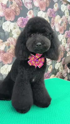 ESTHETIQUE CANINE