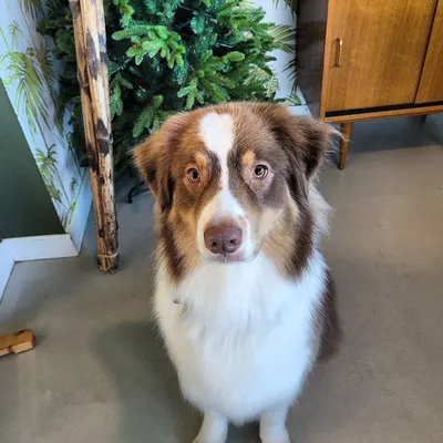 Essentiel Dog
