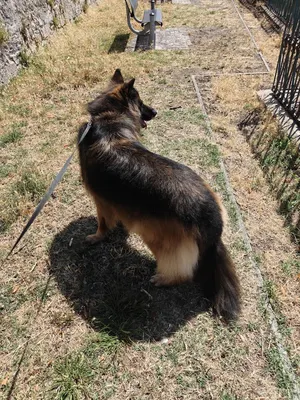 Exigence canine
