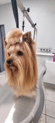 La Gent Canine