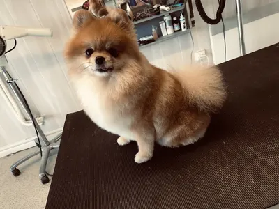 Frizou