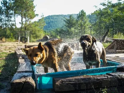 Esprit Canin &Co